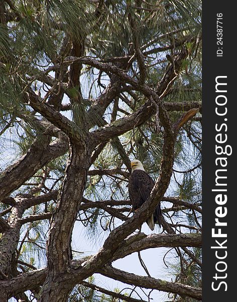 A Bald Eagle, Haliaeetus leucocephalus, perched high in a tree overlooking the clear fresh water Homosassa Springs river in a tree located very near the nest were the two eagle chicks are located in April 2012. A Bald Eagle, Haliaeetus leucocephalus, perched high in a tree overlooking the clear fresh water Homosassa Springs river in a tree located very near the nest were the two eagle chicks are located in April 2012.