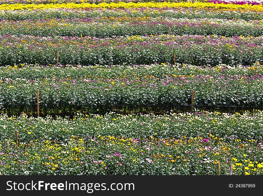 Colorful chrysanthemum flowers in garden. Colorful chrysanthemum flowers in garden