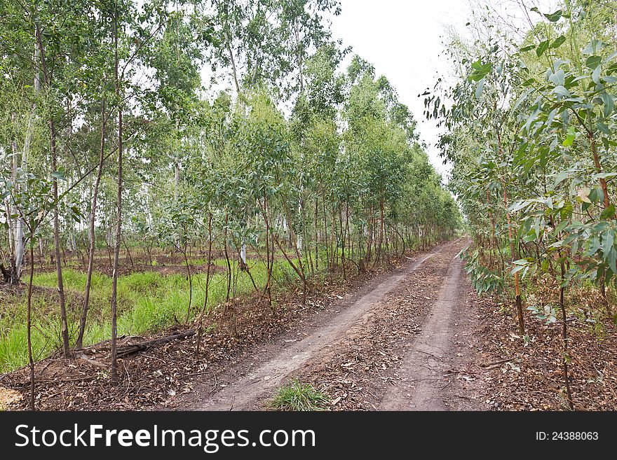Plantation of Eucalyptus in Thailand