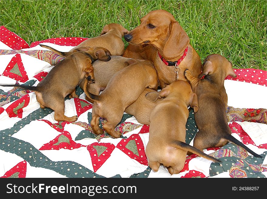 Dachshund mother with her 7 pups