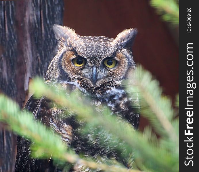 Great Horned Owl (Bubo virginianus) in the tree branches. Great Horned Owl (Bubo virginianus) in the tree branches