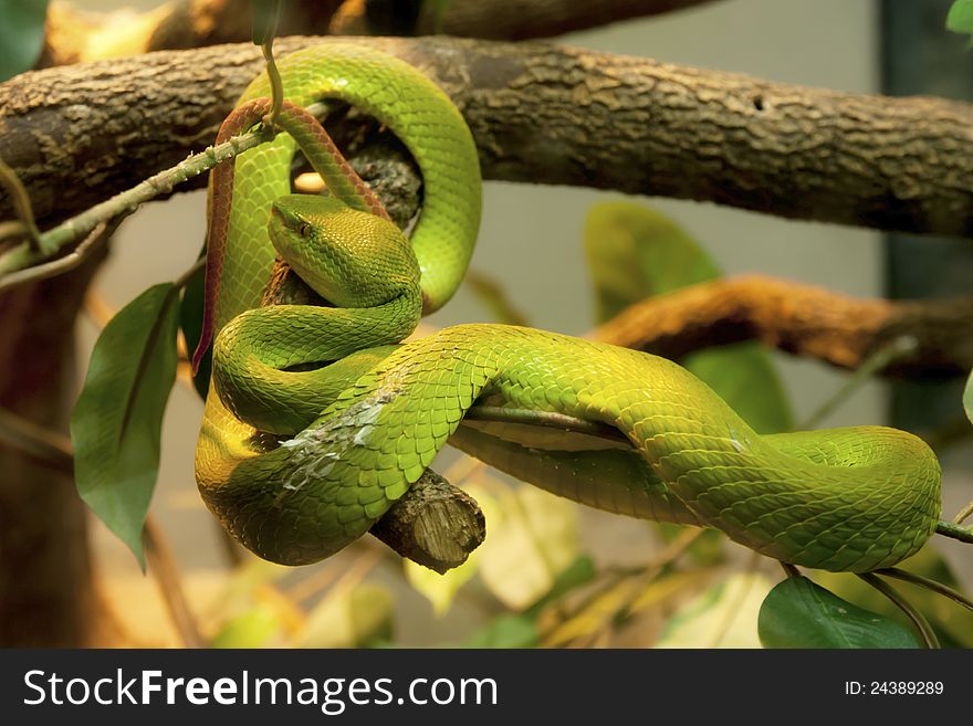 Green snake after had sloughed off in the zoo. Green snake after had sloughed off in the zoo