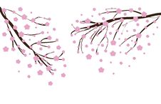 Cherry Blossom Stock Images Cherry Blossom Stock Images