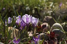 Lilac Crocuses And Thunder Plants In Rock Garden. Stock Photos Lilac Crocuses And Thunder Plants In Rock Garden. Stock Photos