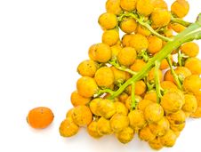 Ripe Areca Nut. Royalty Free Stock Images Ripe Areca Nut. Royalty Free Stock Images