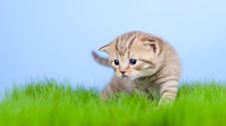 Little Tabby Kitten Scottish On Grass Stock Images