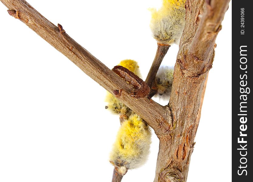 Caterpillar on branch pussy willow