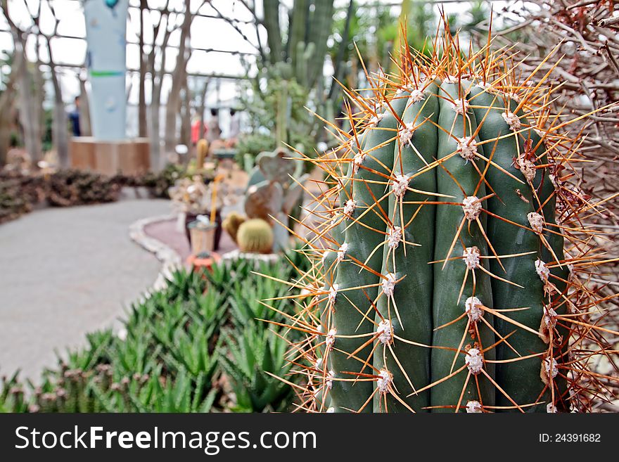 Closeup of Mammilaria cactus on blurry background