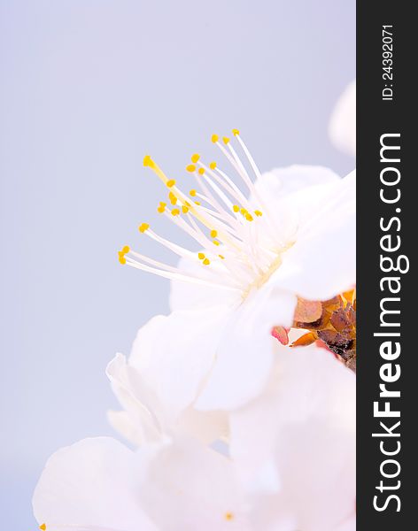 Plum-tree flowers isolated on a light background. Plum-tree flowers isolated on a light background