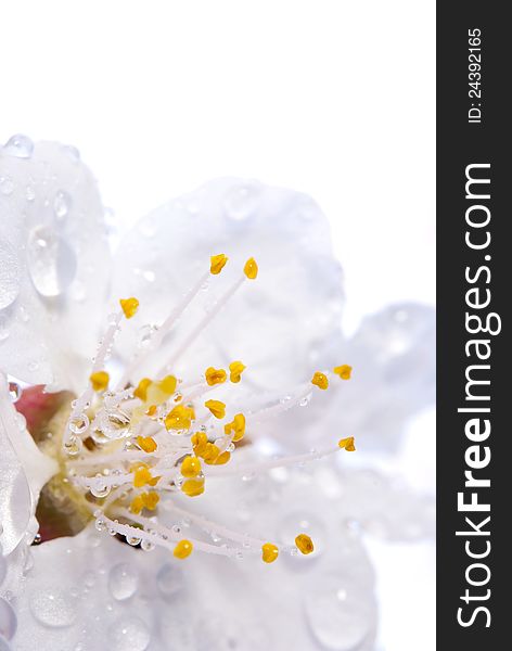 Plum-tree flowers isolated on a white. Plum-tree flowers isolated on a white