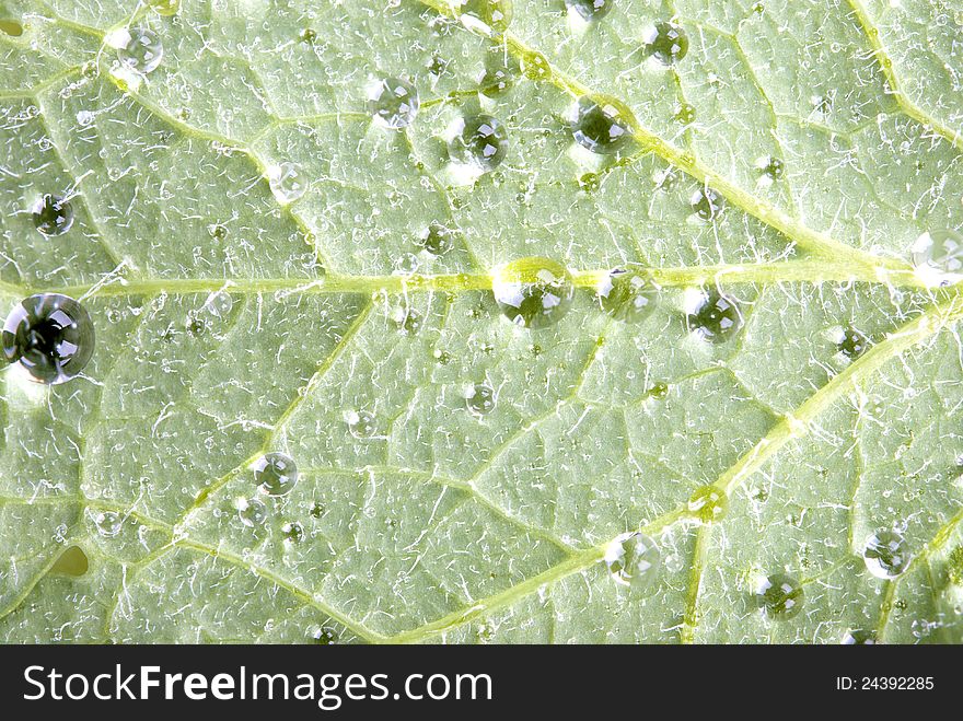 Drops of water on a green sheet by closeup. Drops of water on a green sheet by closeup