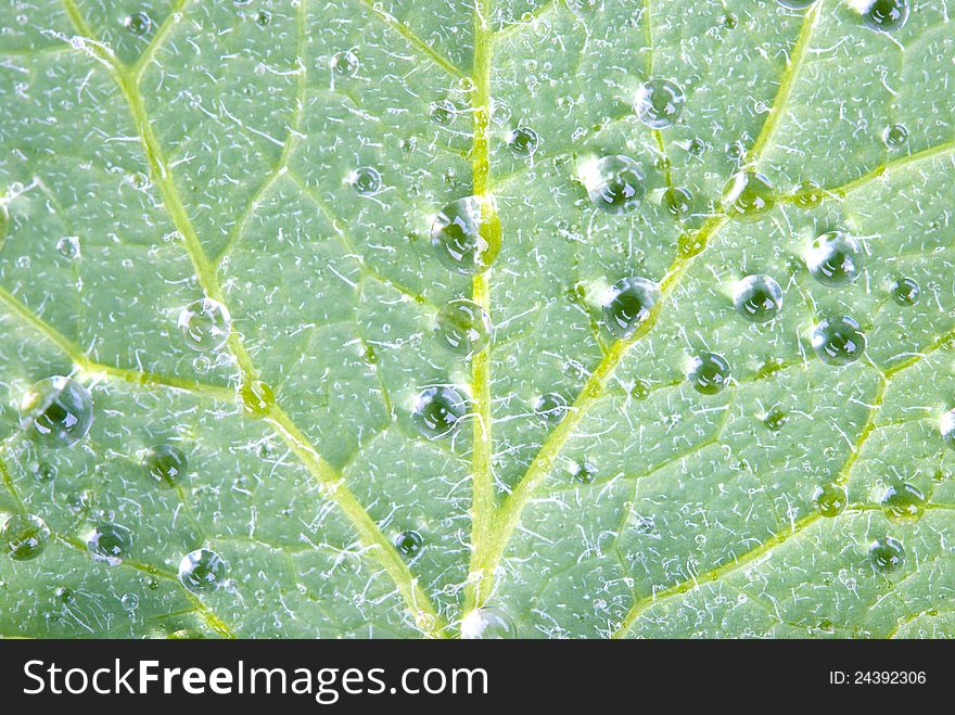 Drops of water on a green sheet by closeup. Drops of water on a green sheet by closeup