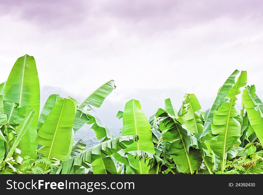 Babana 's leaf with a cloudy background. Babana 's leaf with a cloudy background