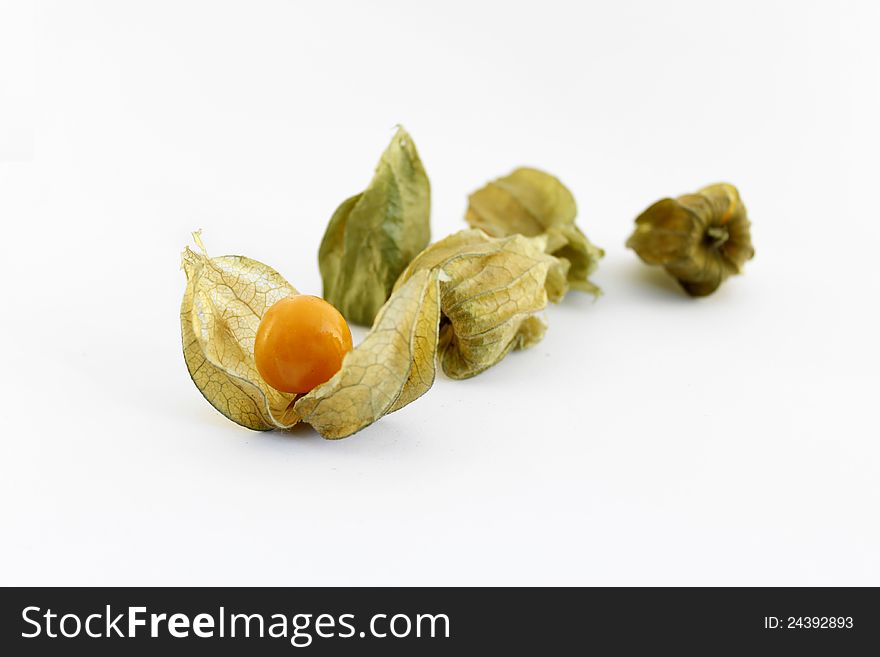 Physalis is a genus of plants in the nightshade family, native to warm temperate and subtropical regions throughout the world.