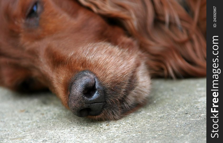 Beautiful old Irish Setter sleeping. Beautiful old Irish Setter sleeping