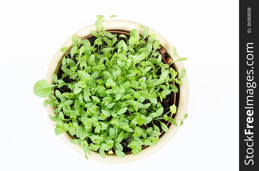 Spring vegetable in ceramic pot on a white background. Spring vegetable in ceramic pot on a white background