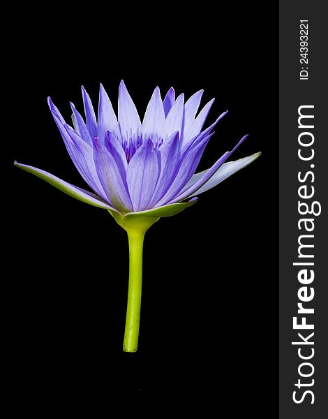 Purple lotus isolated on black background with clipping path. Purple lotus isolated on black background with clipping path