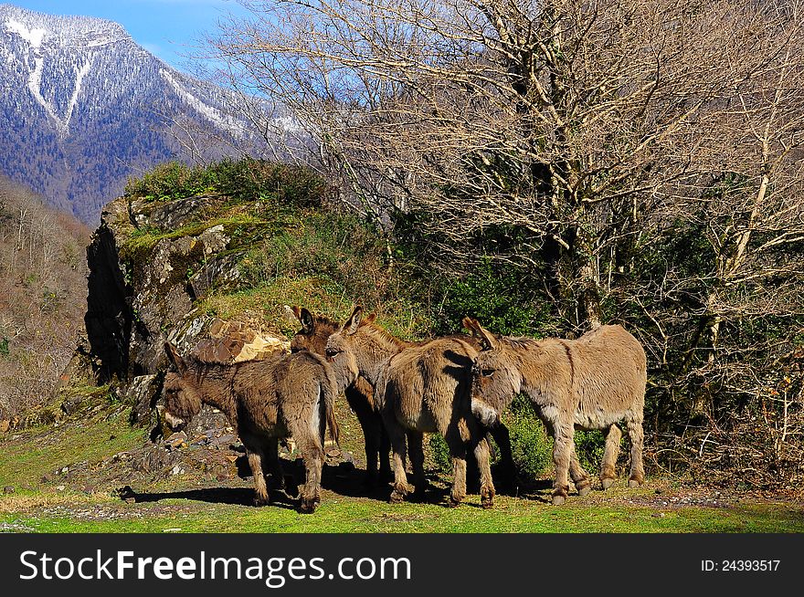 Mules in Abkhazia. Caucasian mountains. Winter. Mules in Abkhazia. Caucasian mountains. Winter.