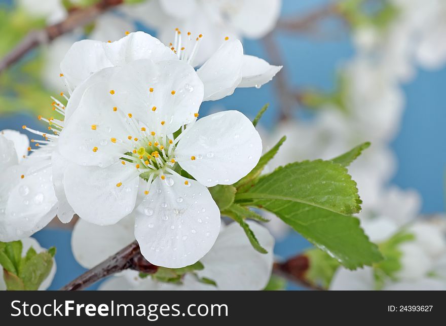 Closeup of cherry tree blossoms, Prunus sp.