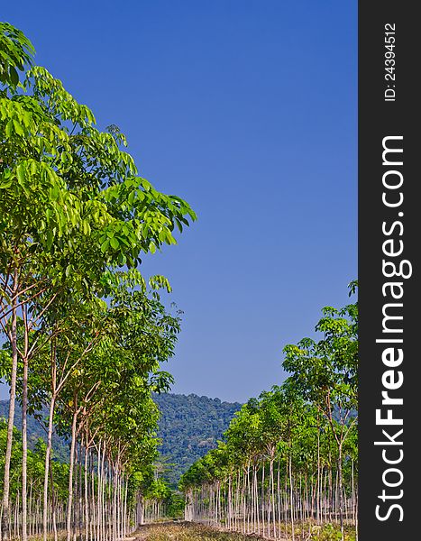 Rows Of Rubber Trees.