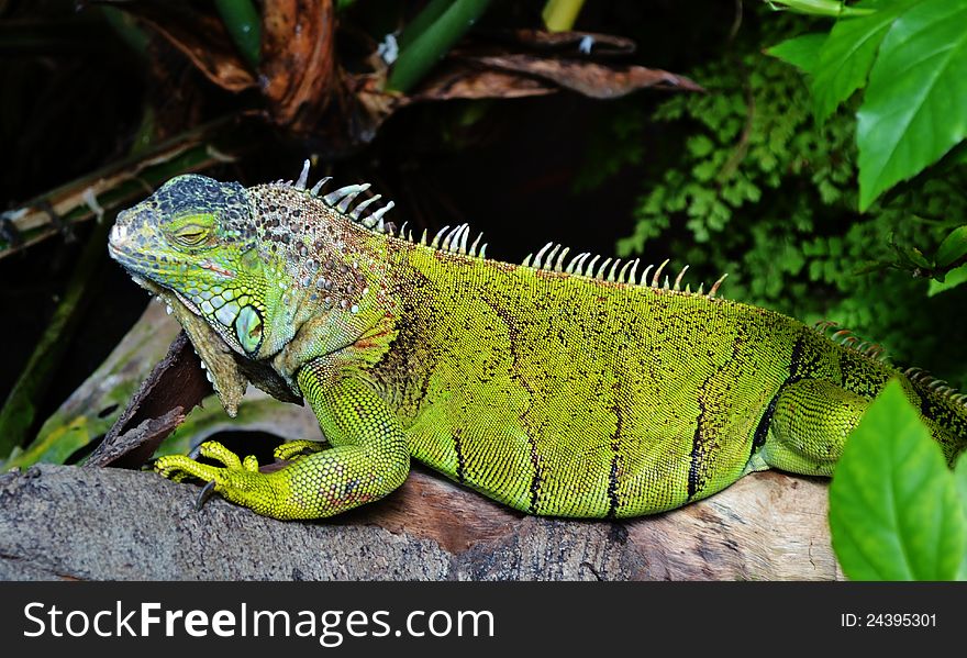 Close up of Iguana Lizard