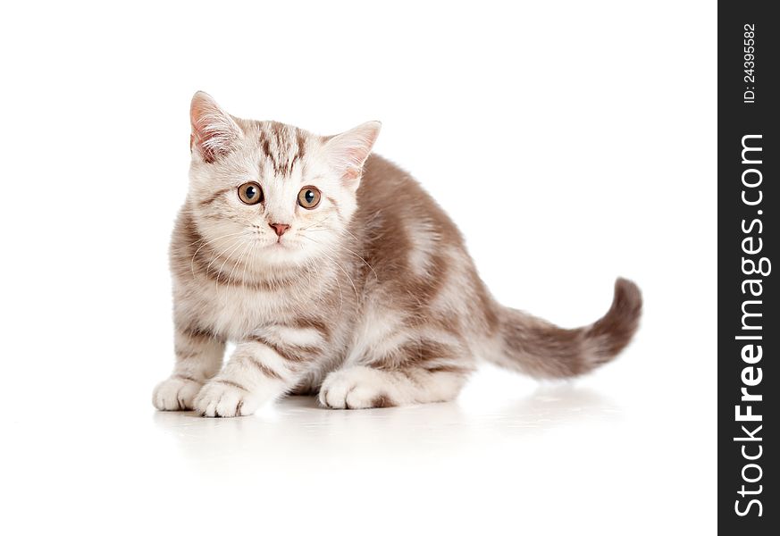 A playful kitten. British breed. Marmor.
