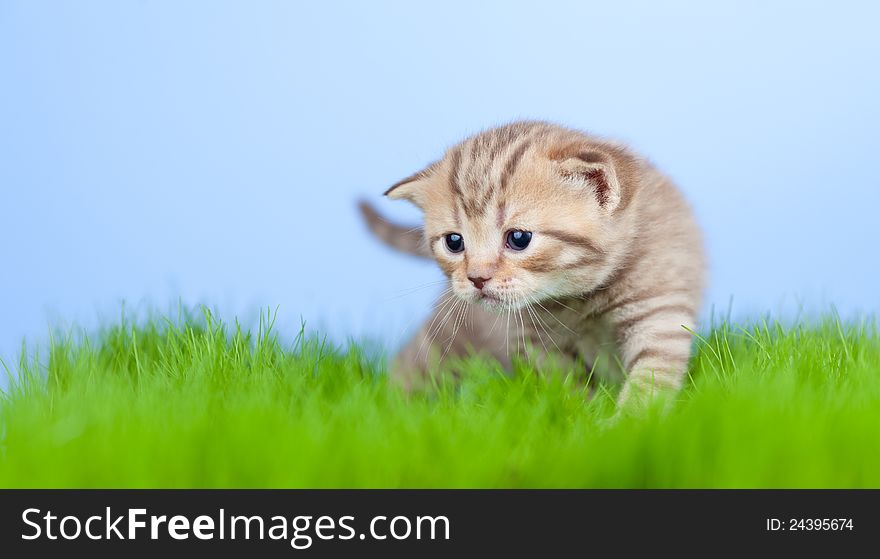 Little Tabby Kitten Scottish On Grass