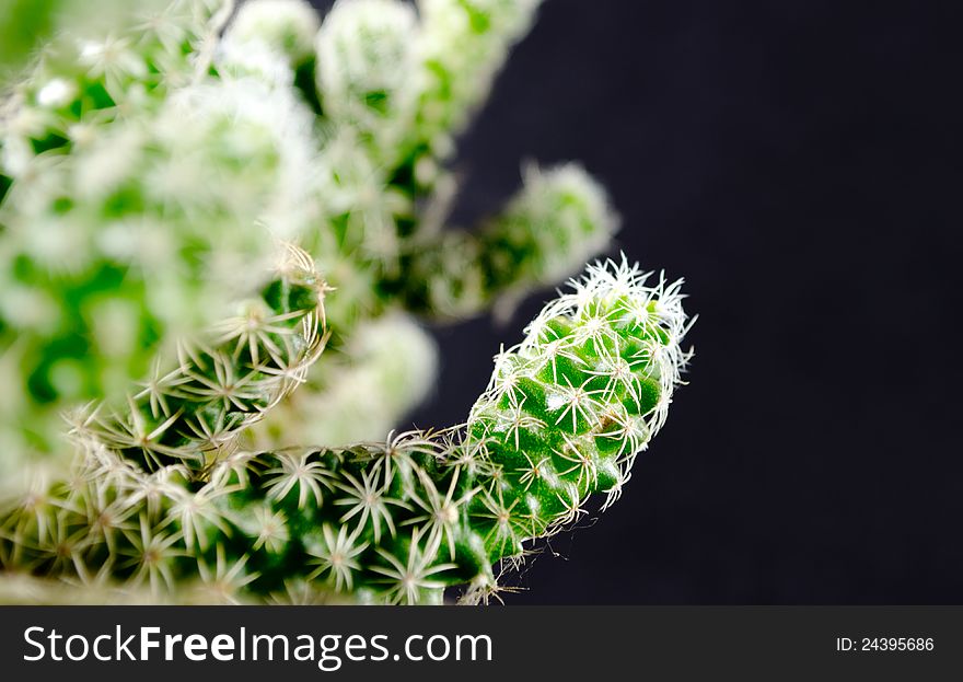 Green cactus with white spikes in front of a black background