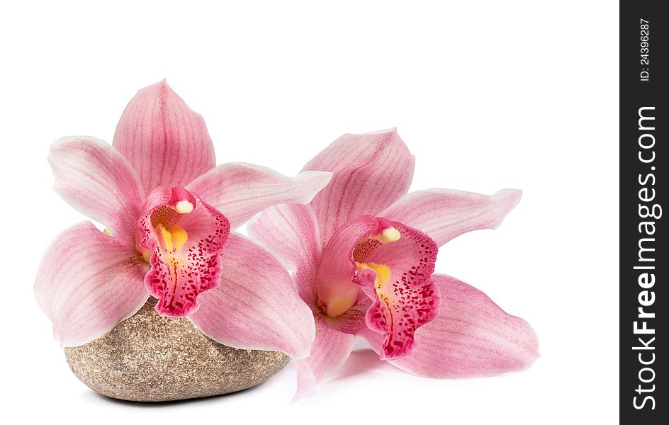 Tropical orchid with a stone for a spa on a white background