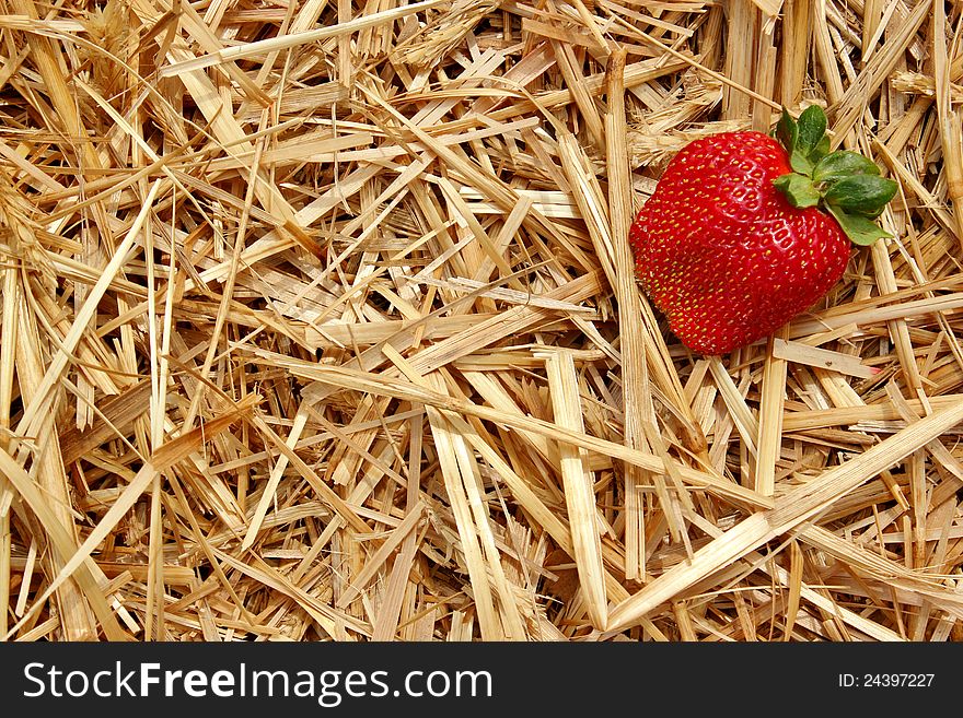 One ripe strawberry lying on a bed of straw - copyspace available. One ripe strawberry lying on a bed of straw - copyspace available
