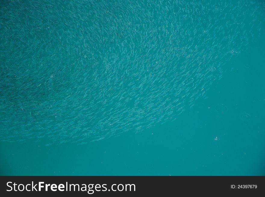 Fish crowd  in the sea when it's going to rain,Koh Tao,Thailand