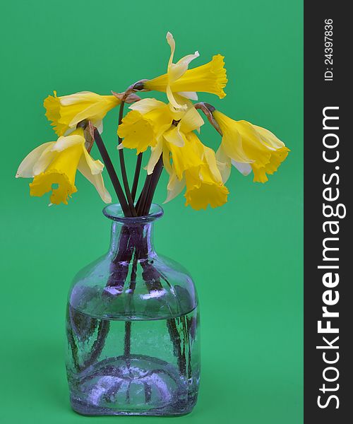 Daffodils on a bright green background. Daffodils on a bright green background