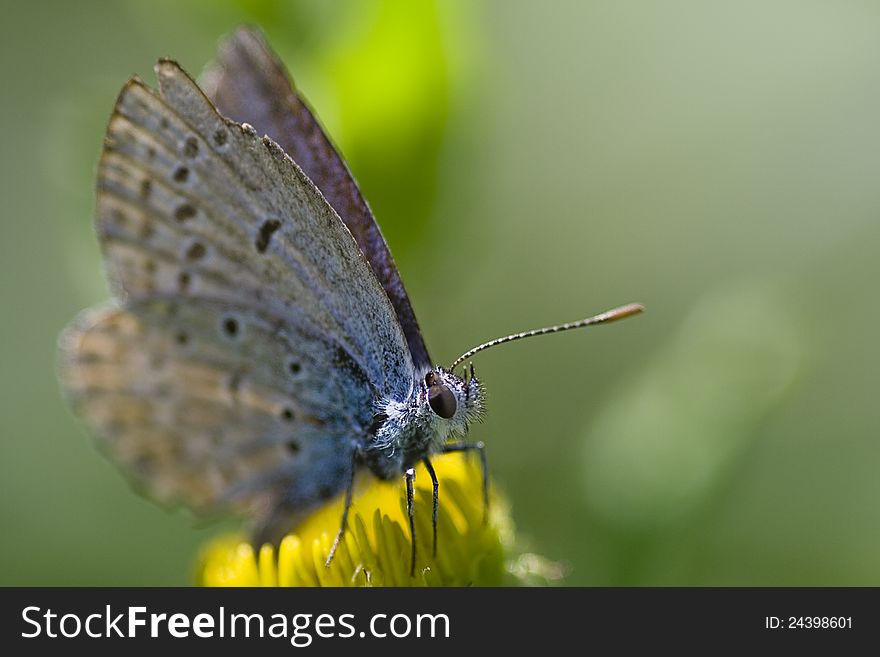 Close-up of a Gossamer Butterfly sitting on a dandelion before a green background. Close-up of a Gossamer Butterfly sitting on a dandelion before a green background