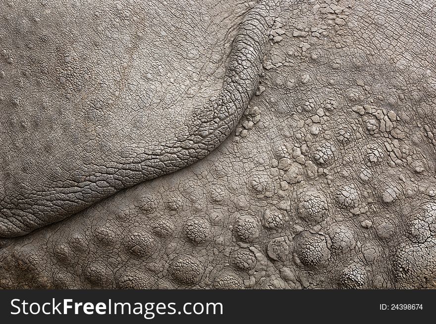 Rhinocheros texture - closeup photo taken of the back of a rhino