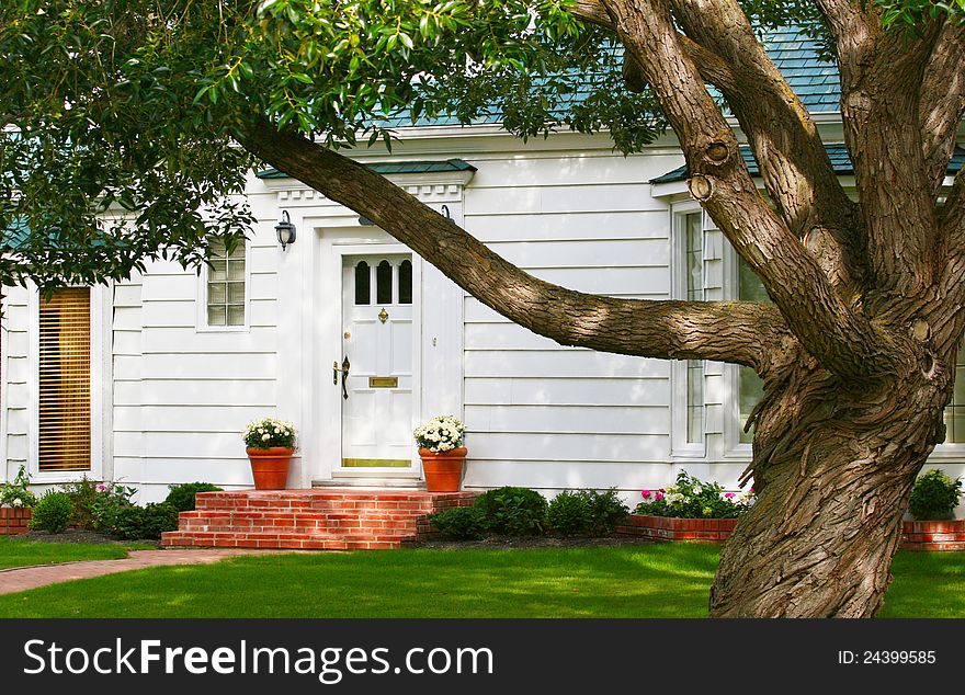 whitel house with a big tree in front yard. whitel house with a big tree in front yard