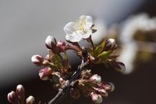 Cherry-blossom Stock Photography Cherry-blossom Stock Photography