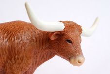 Longhorn Stock Image Longhorn Stock Image