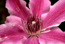 Clematis Doctor Ruppel Royalty Free Stock Photo