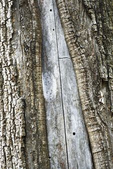 Old Tree Bark Texture Stock Image Old Tree Bark Texture Stock Image