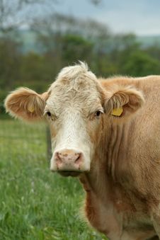 Cow Portrait Stock Photo