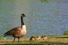 Mother Goose Stock Photo Mother Goose Stock Photo