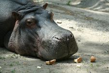 Hippopotamus Royalty Free Stock Images