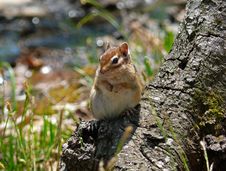 Siberian Chipmunk Stock Photo Siberian Chipmunk Stock Photo