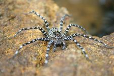 Sri Lankan Water Spider Stock Photo Sri Lankan Water Spider Stock Photo