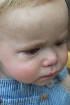 Baby Tear Stock Photos Baby Tear Stock Photos