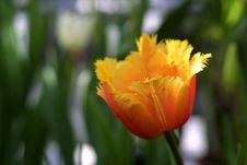 Beautiful Tulip Royalty Free Stock Photos Beautiful Tulip Royalty Free Stock Photos