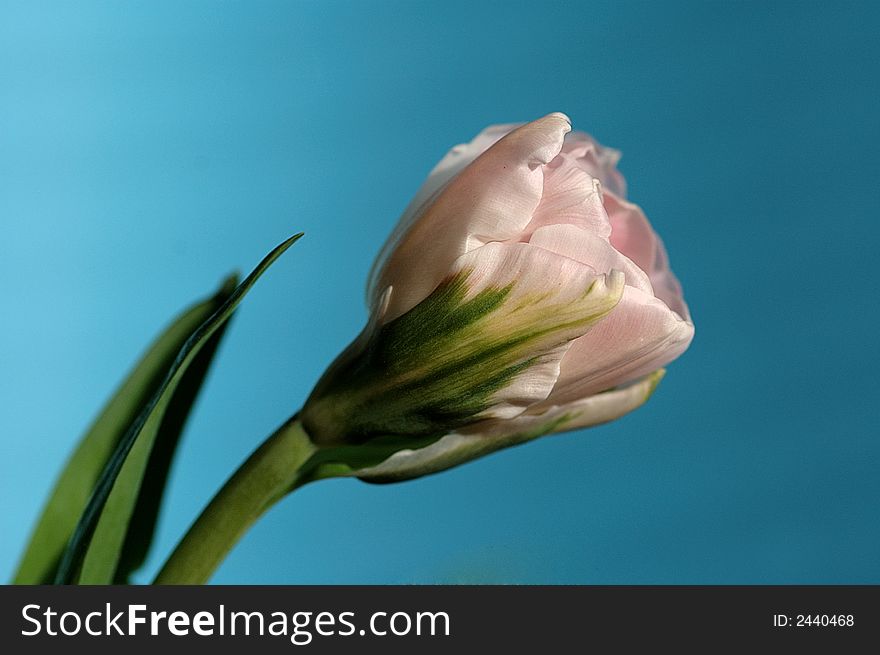 spring color beautiful flower tulip in sun