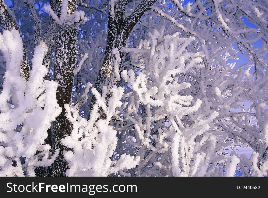 Winter frozen tree branches with ice and snow. Winter frozen tree branches with ice and snow