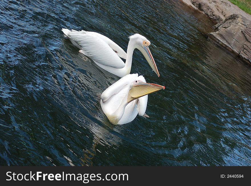 Couple of pelicans, Temaiken zoo