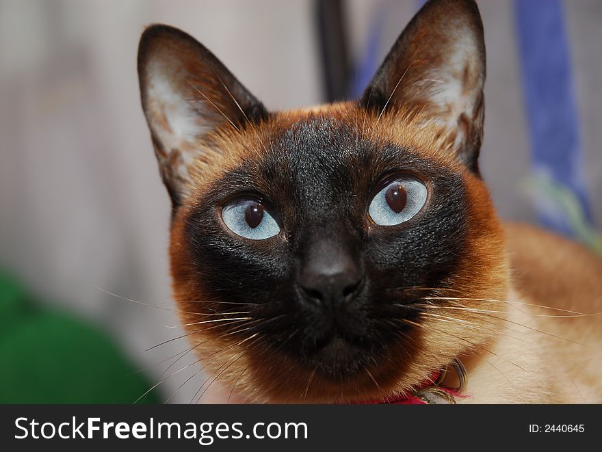 Two years old Seal Point siamese cat